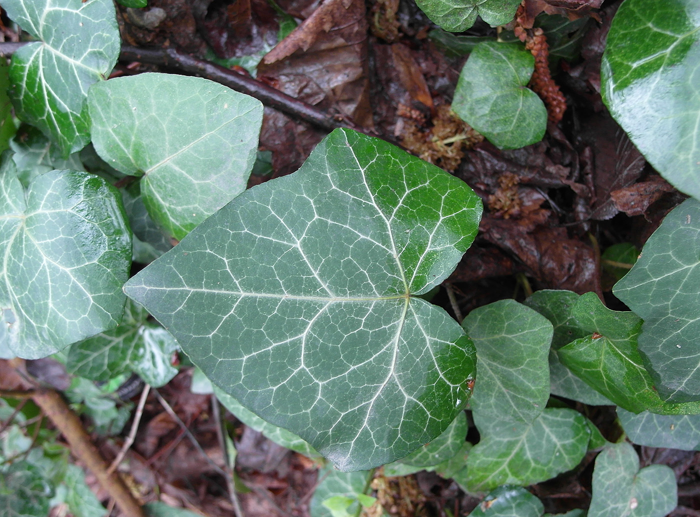 Изображение особи Hedera helix.