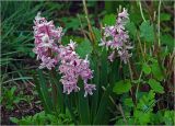 Hyacinthus orientalis. Цветущие растения. Московская обл., Раменский р-н, окр. дер. Хрипань, садовый участок. 26.04.2025.
