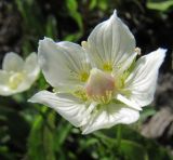 Parnassia palustris