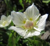 Parnassia palustris. Цветок. Коми, Интинский р-н, Приполярный Урал, хр. Малдынырд, руч. Алькесвож, травянистый берег . 25.07.2010.