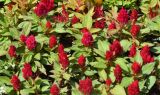 Celosia argentea