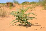 Astragalus citoinflatus