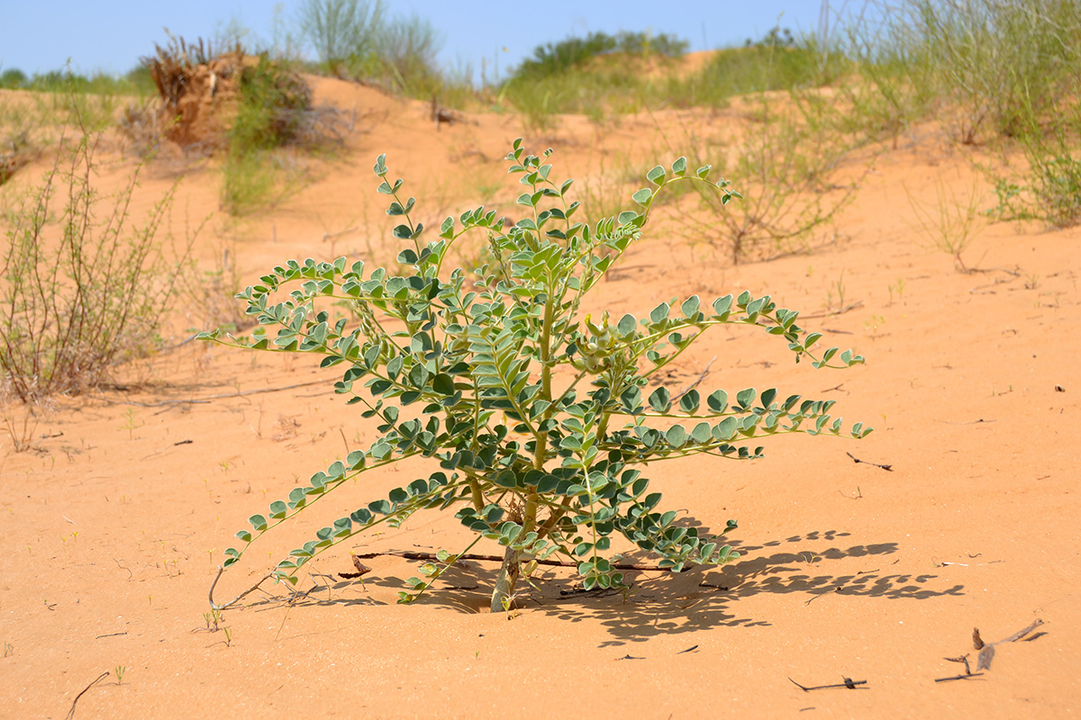 Image of Astragalus lehmannianus specimen.