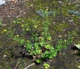 Potentilla intermedia. Цветущее растение. Московская обл., ГО Подольск, мкр-н Климовск, зарастающая асфальтовая дорожка. 24.06.2025.
