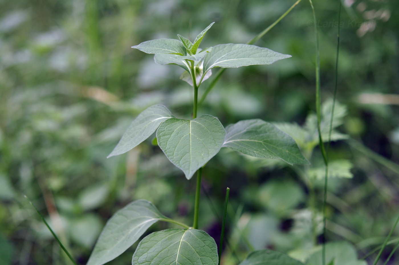 Image of Alkekengi officinarum var. franchetii specimen.