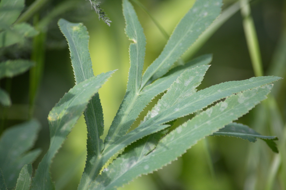 Image of Falcaria vulgaris specimen.