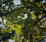 Quercus iberica. Листья (видна абаксиальная поверхность). Абхазия, окр. г. Новый Афон, Иверская гора, олуговелый каменистый склон. 12.06.2025.