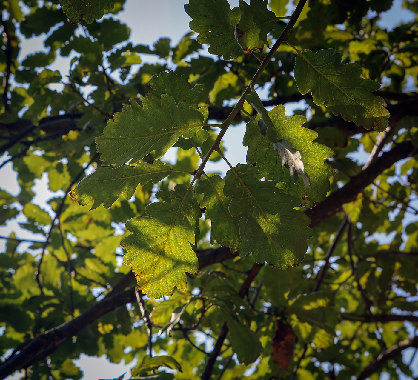 Изображение особи Quercus iberica.
