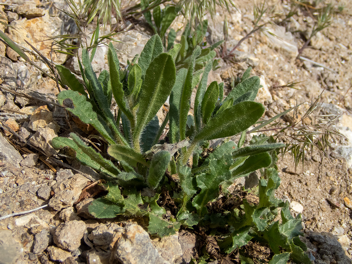 Изображение особи род Anchusa.