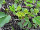 Sibbaldia procumbens