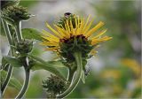 Inula helenium