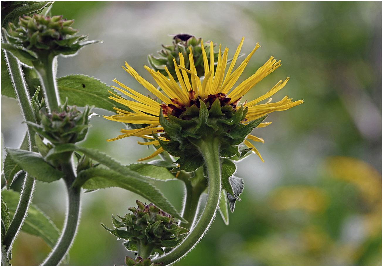 Изображение особи Inula helenium.