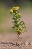 Matricaria discoidea