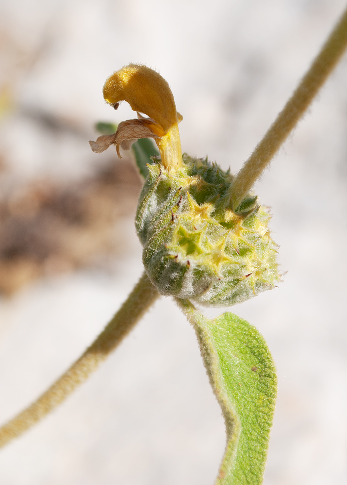 Изображение особи Phlomis lycia.