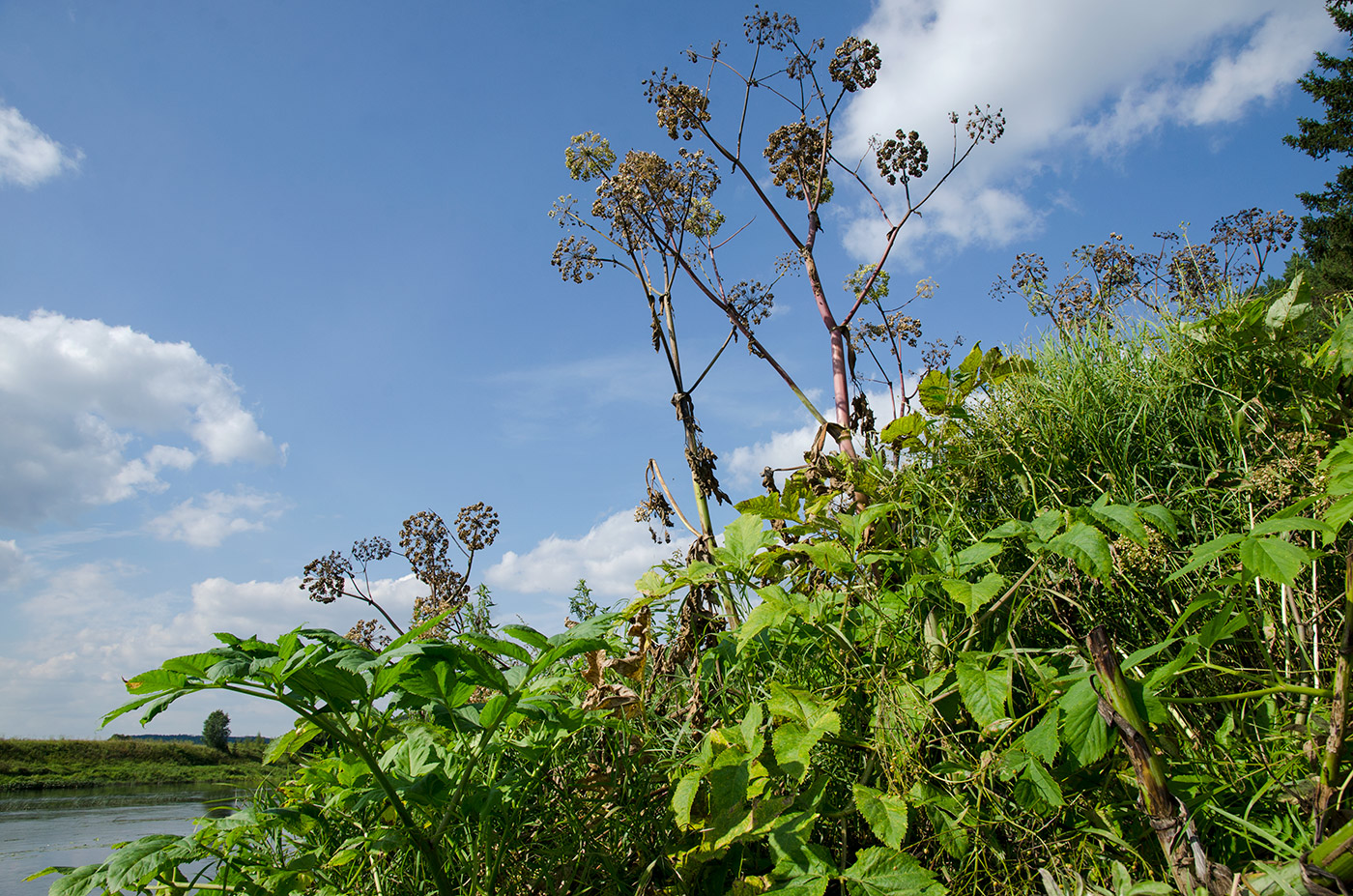 Изображение особи Archangelica officinalis.