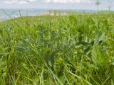 род Trifolium