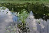 Oenanthe aquatica