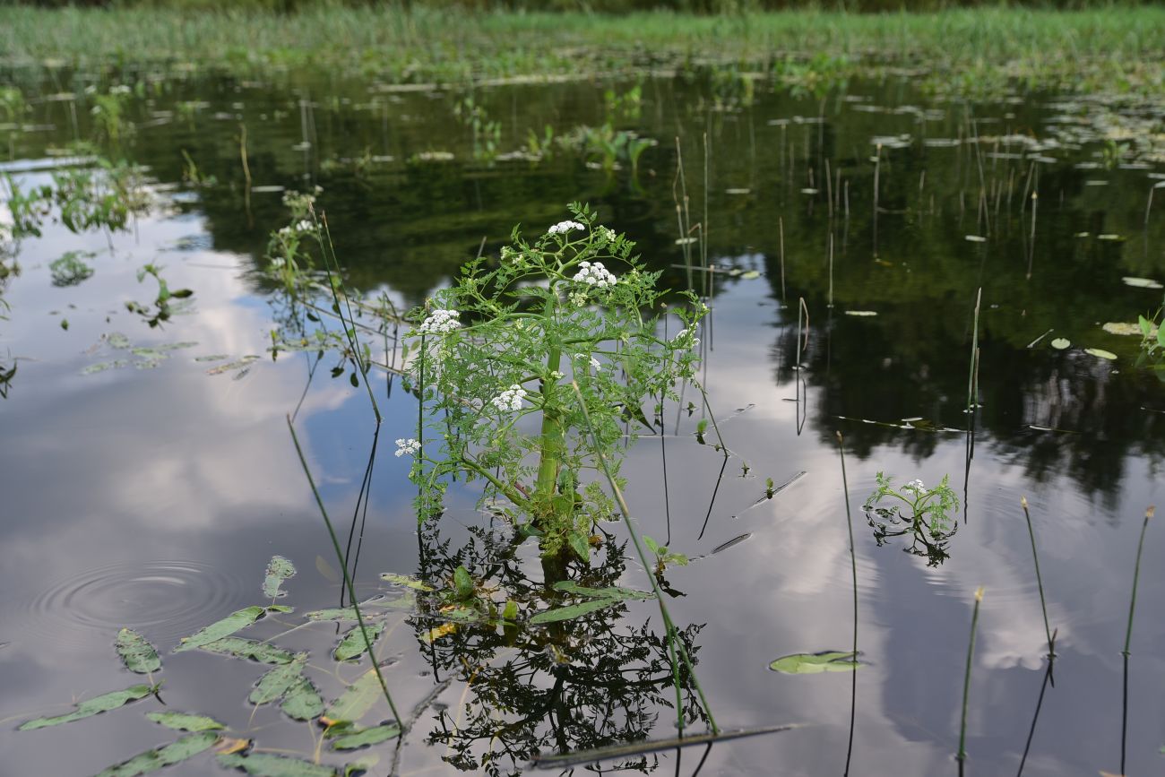 Image of Oenanthe aquatica specimen.
