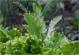 Lactuca sativa