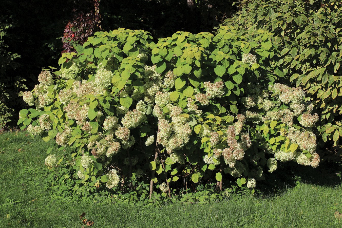 Изображение особи Hydrangea arborescens.