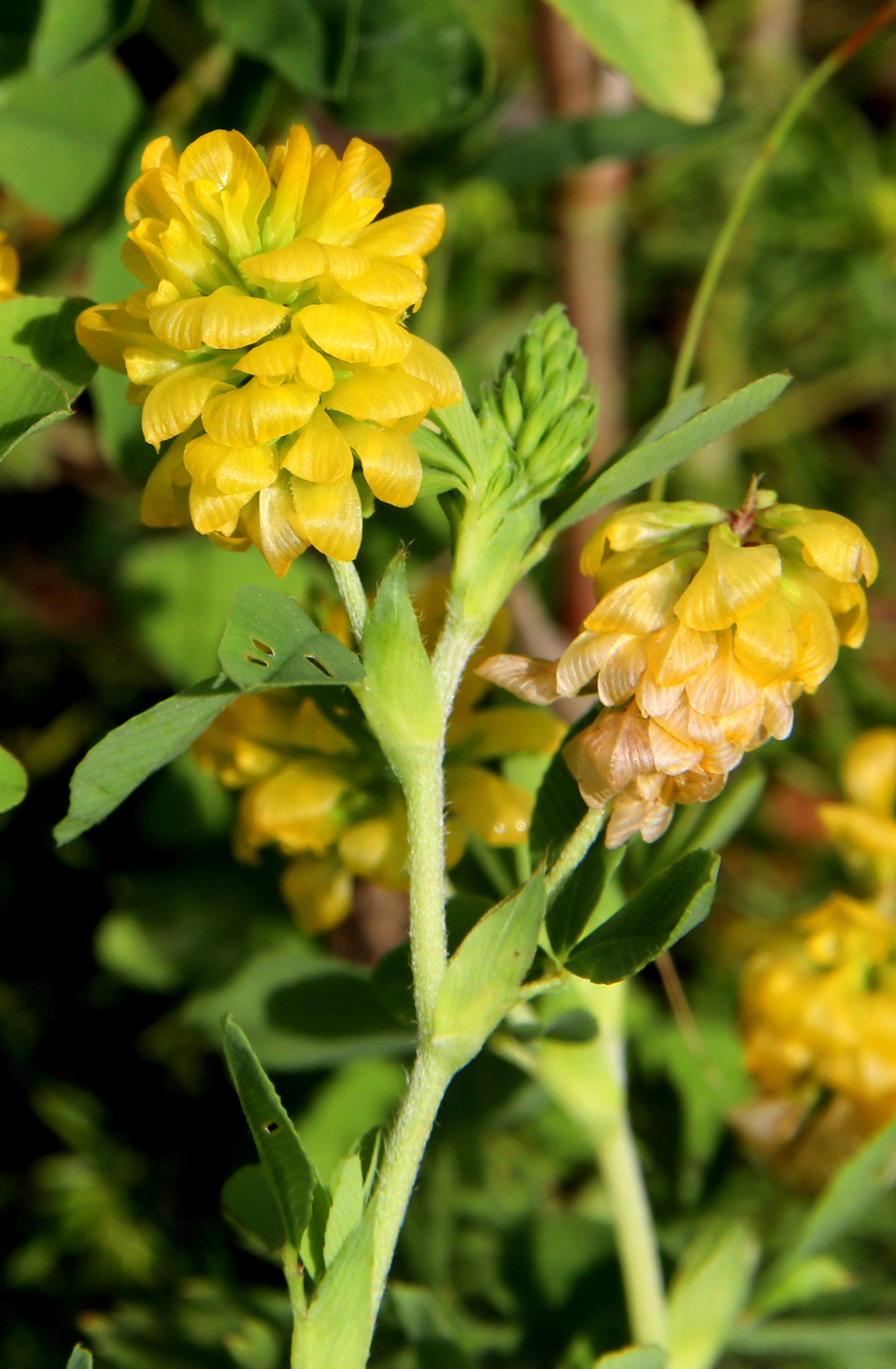 Image of Trifolium aureum specimen.