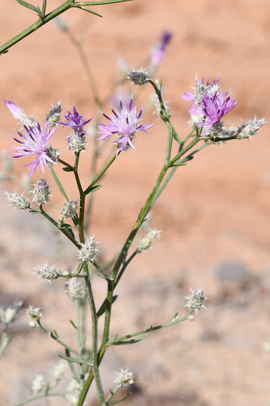 Изображение особи род Centaurea.