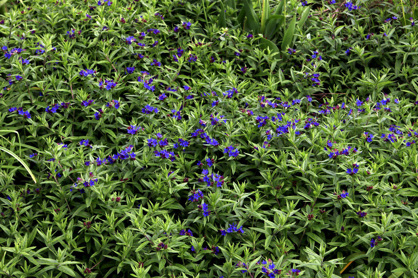 Изображение особи Aegonychon purpurocaeruleum.