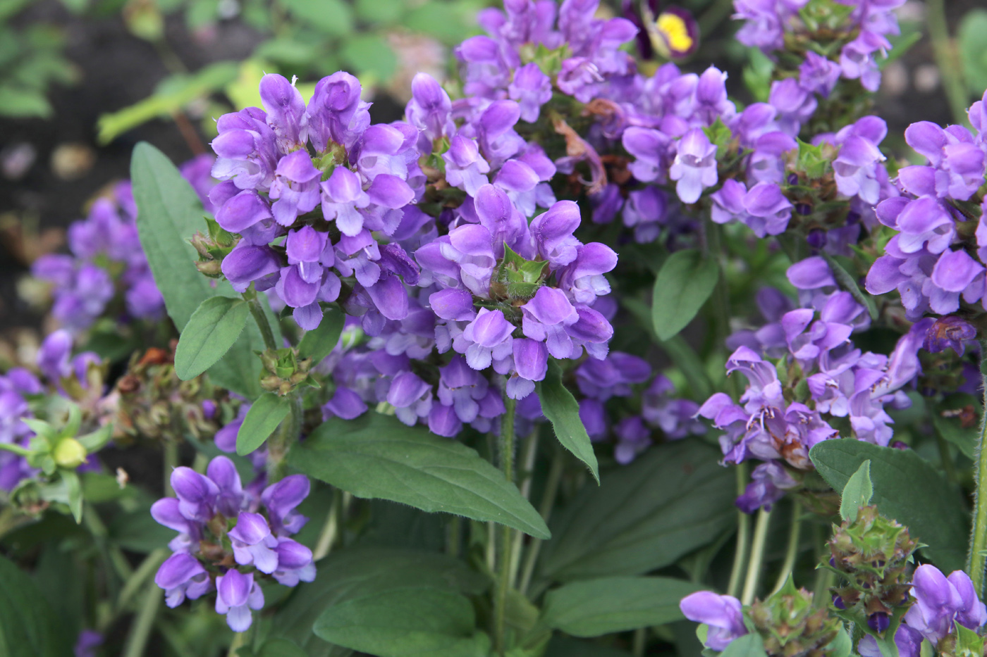 Изображение особи Prunella grandiflora.