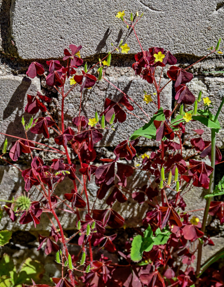 Image of Oxalis stricta specimen.