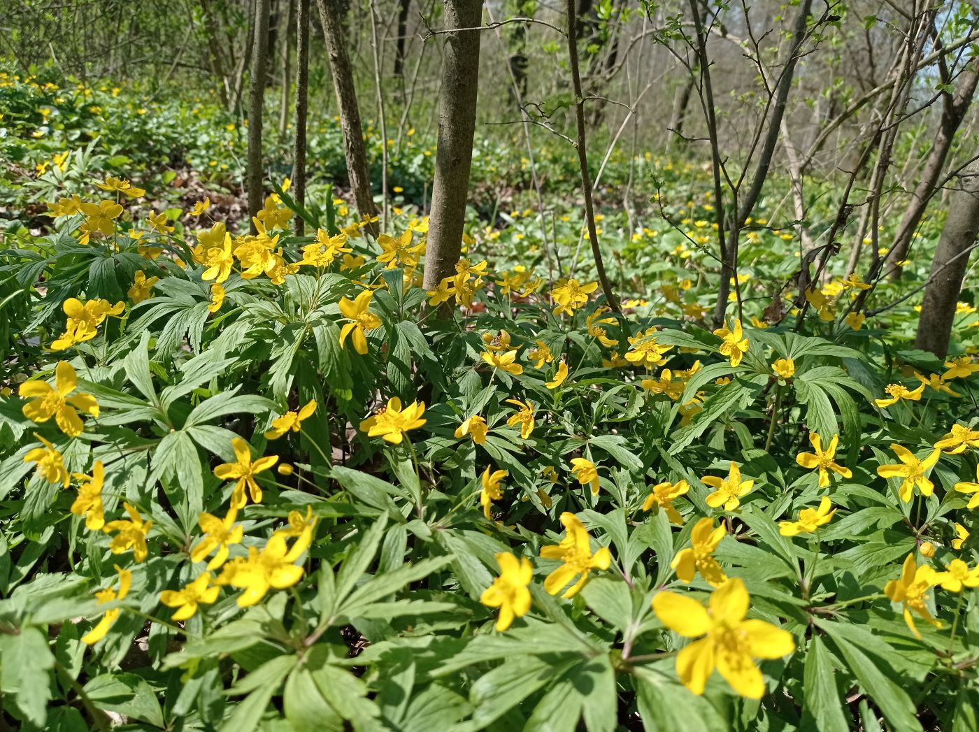 Image of Anemone ranunculoides specimen.