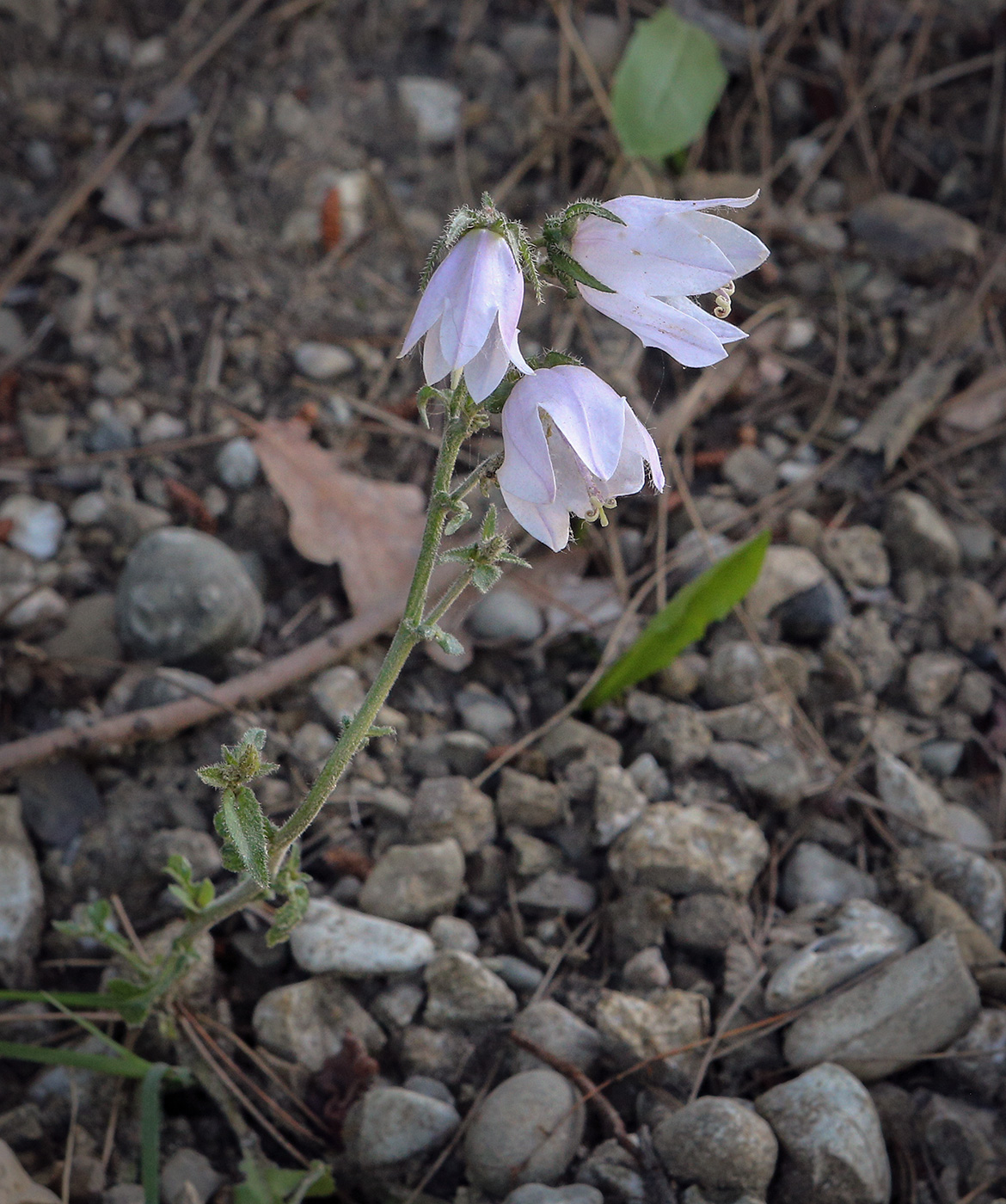 Изображение особи род Campanula.