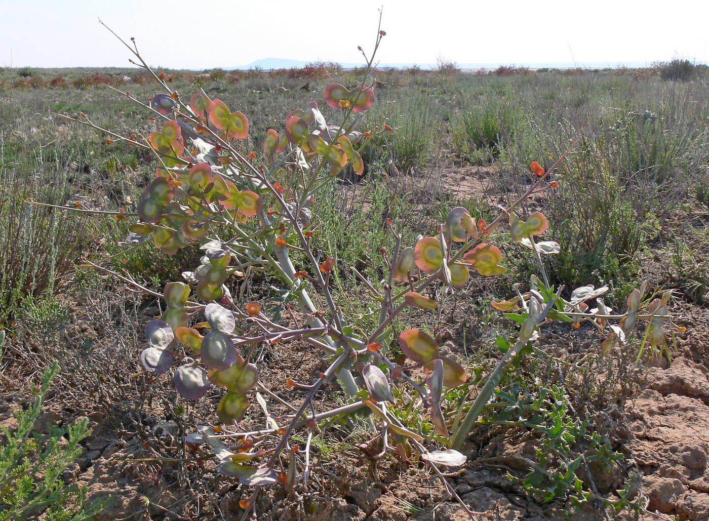 Изображение особи Megacarpaea megalocarpa.