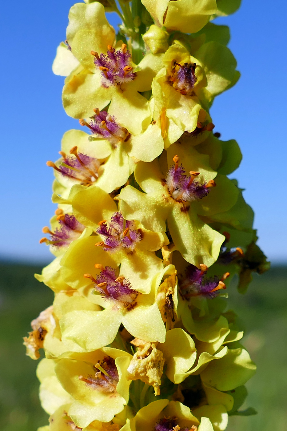 Изображение особи Verbascum nigrum.