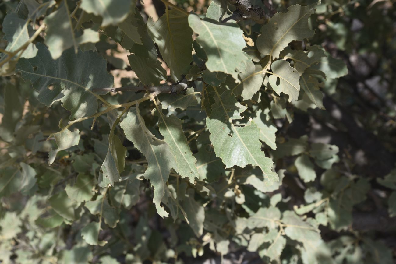 Image of Quercus brantii specimen.