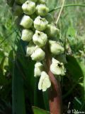 genus Bellevalia. Часть соцветия. Крым, Байдарская долина, окр. с. Тыловое. 07.05.2010.