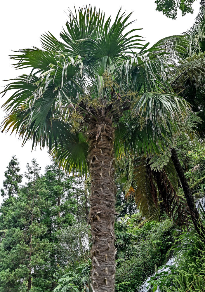 Изображение особи Trachycarpus fortunei.