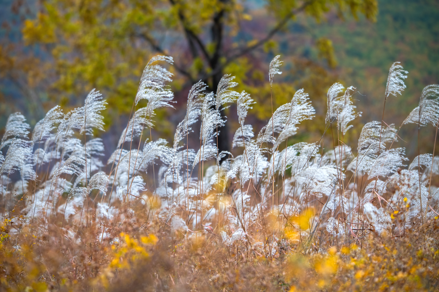 Изображение особи Miscanthus sacchariflorus.