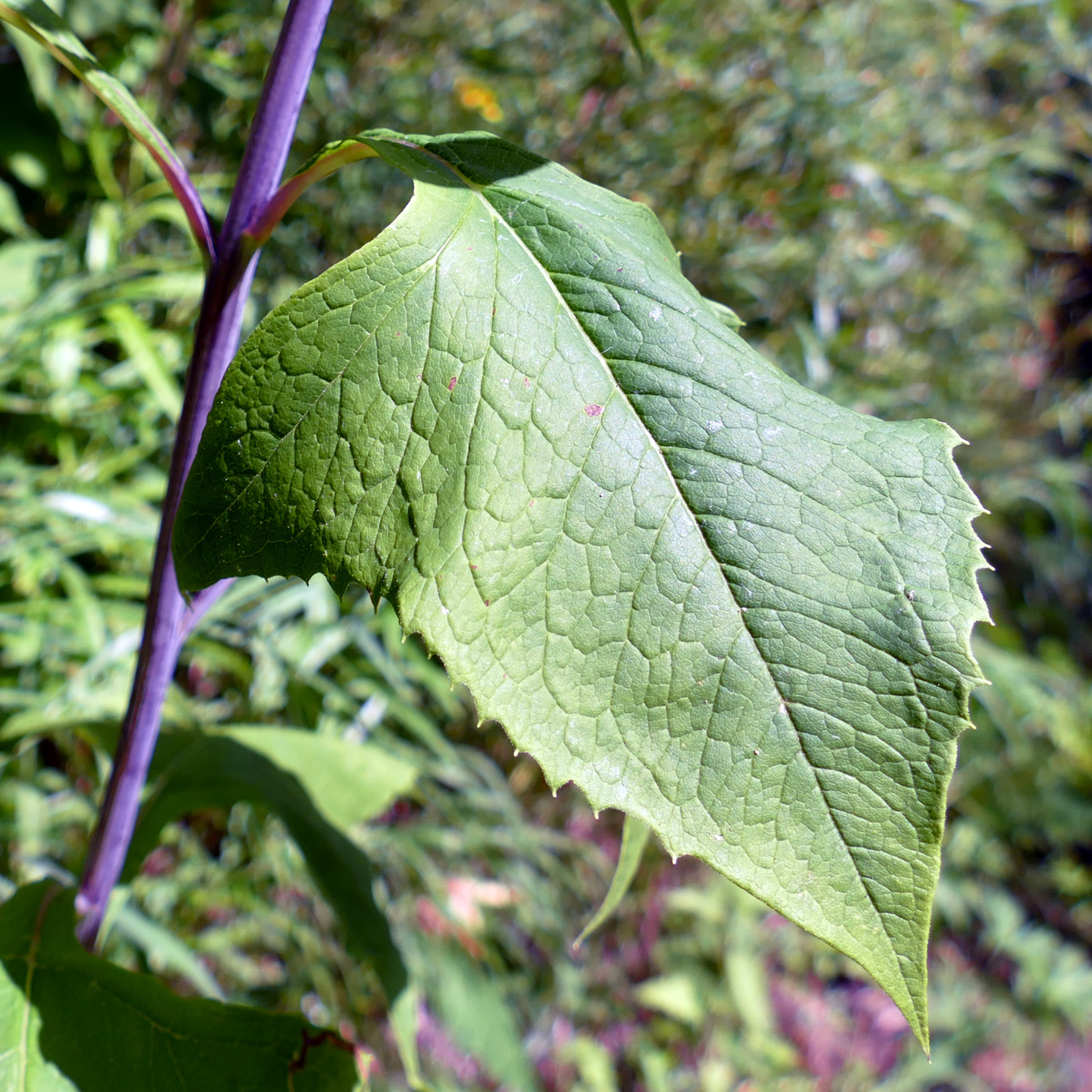 Изображение особи Parasenecio hastatus.