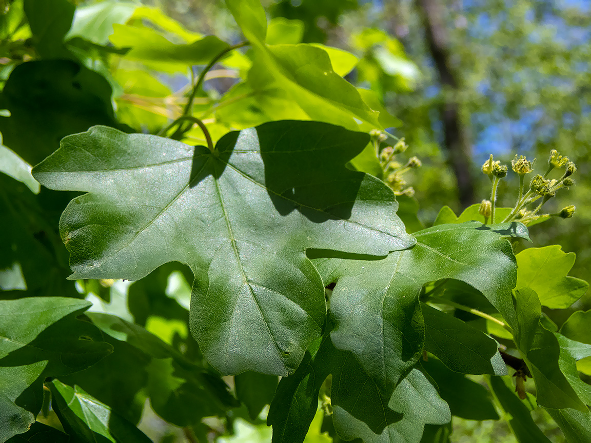 Изображение особи Acer campestre.