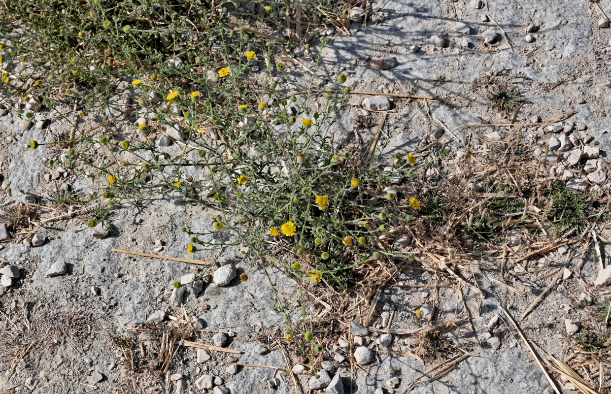 Image of genus Pulicaria specimen.