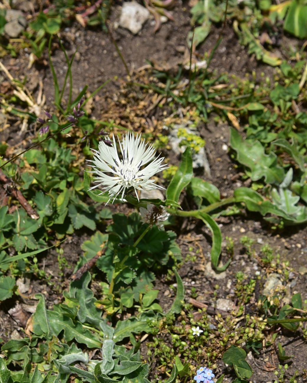Image of Centaurea cheiranthifolia specimen.