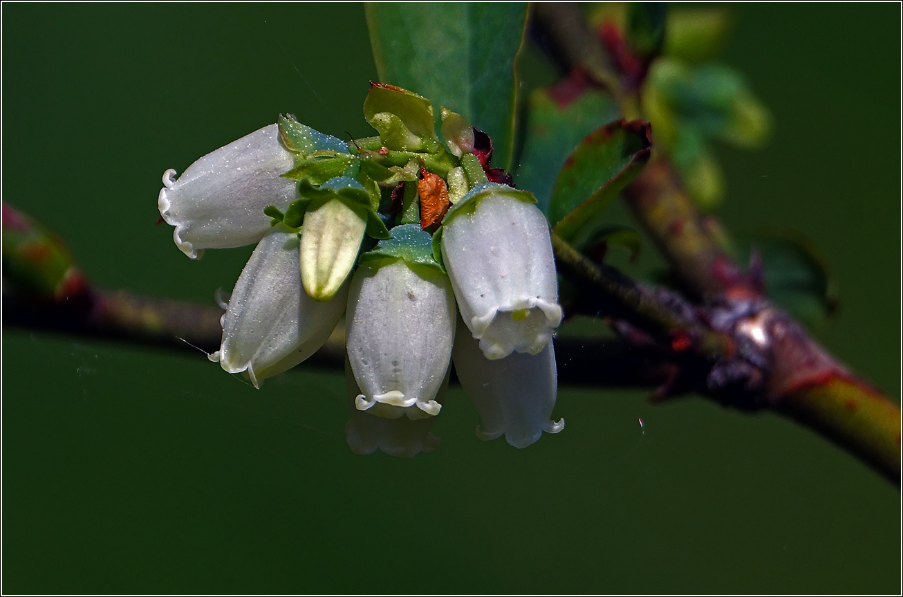 Image of Vaccinium corymbosum specimen.