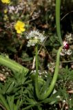 Allium × proliferum. Соцветие с цветками и луковичками. Белгородская обл., пос. Ракитное, ул. Сосновая, 2, в культуре. 29 июня 2026 г.
