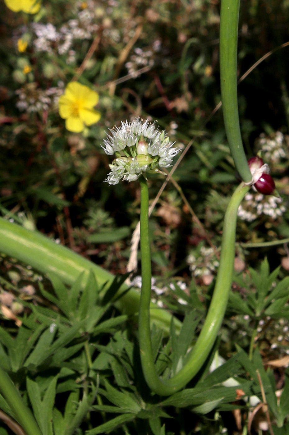 Image of Allium × proliferum specimen.