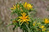 Scolymus hispanicus. Верхушка побега с соцветиями. Португалия, г. Лиссабон, у дороги. 15.06.2026.