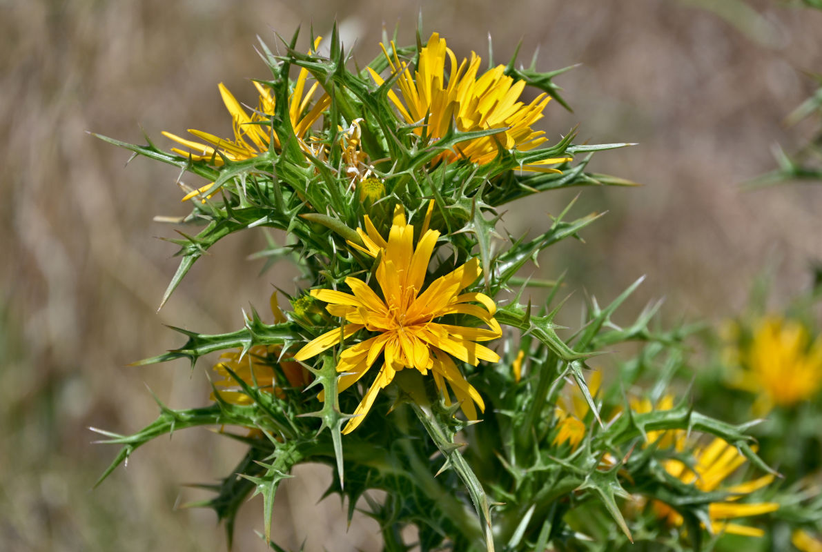 Изображение особи Scolymus hispanicus.