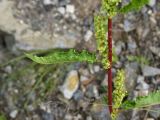 род Rumex