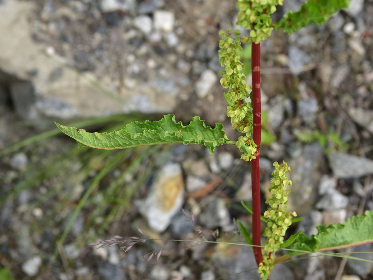 Изображение особи род Rumex.