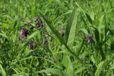 Symphytum officinale. Верхушка цветущего побега. Ленинградская обл., Кировский р-н, пос. Дачное, дол. р. Мга, разнотравно-двукисточниковый луг. 19.06.2026.