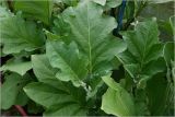 Solanum melongena. Листья на верхушке побега. Московская обл., Раменский р-н, окр. дер. Хрипань, садовый участок. 24.07.2026.